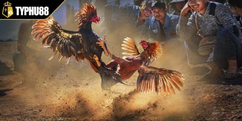 Bí quyết chọn gà đấu chọi hay nhất